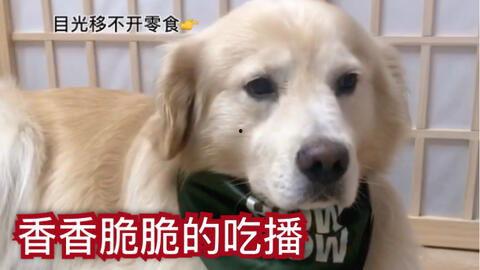 小狗得视频